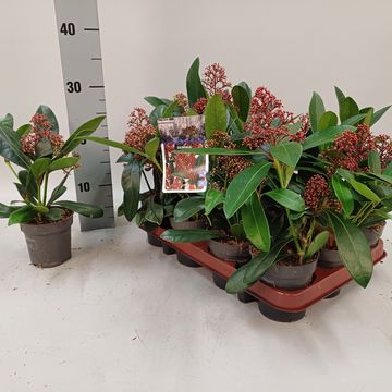 Skimmia japonica 'Rubella'