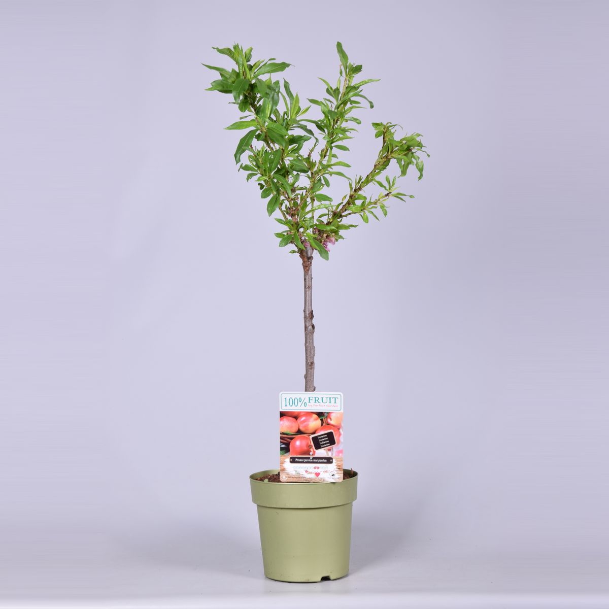 Prunus persica nucipersica — Plant Wholesale FlorAccess