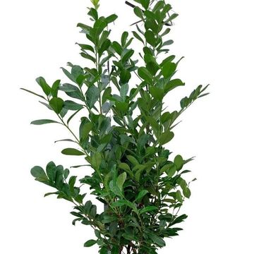 Prunus laurocerasus 'Ротундифолиа'