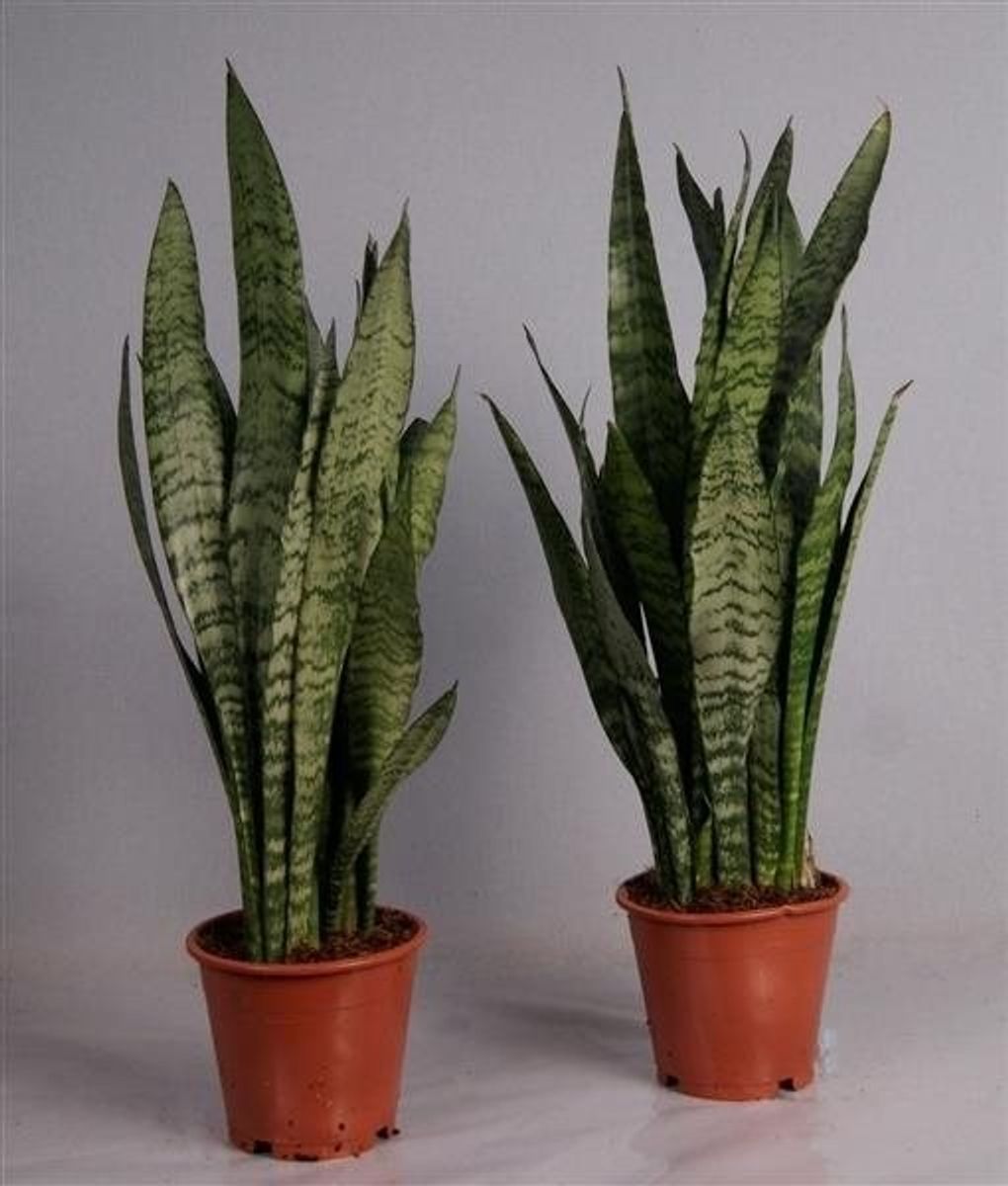 Sansevieria Trifasciata Black Coral — Plant Wholesale Floraccess 