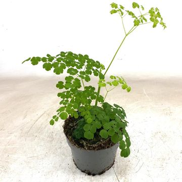 Thalictrum SPLENDIDE WHITE