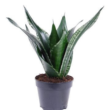 Sansevieria trifasciata 'Grey Stripe'