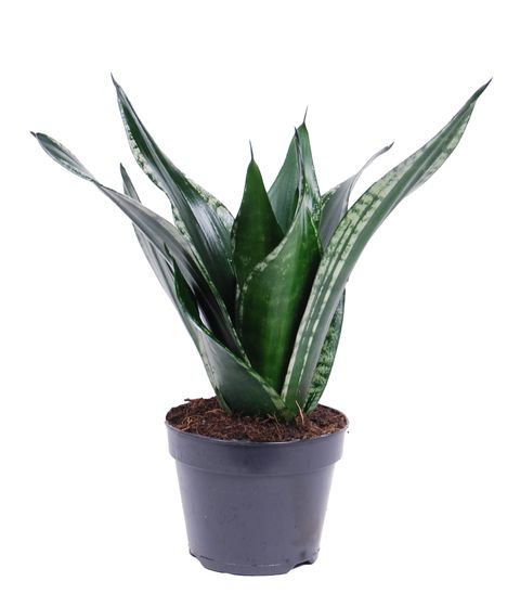 Sansevieria trifasciata 'Grey Stripe'