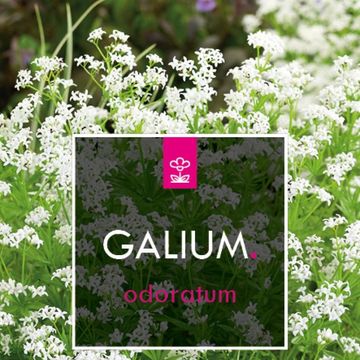 Galium odoratum