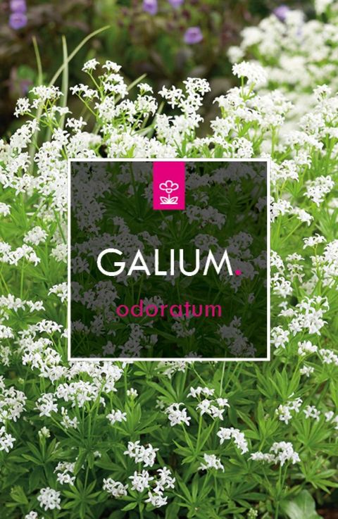 Galium odoratum