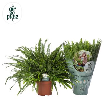 Nephrolepis exaltata 'Green Lady'