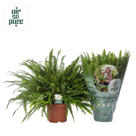 Nephrolepis exaltata 'Green Lady'