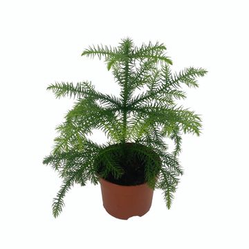 Araucaria heterophylla