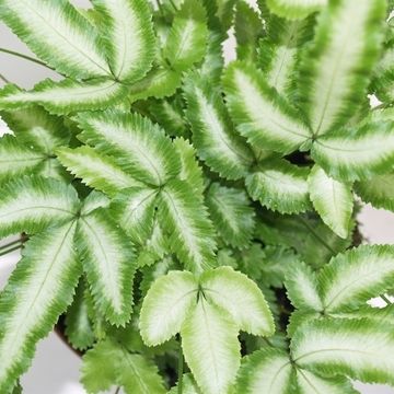 Pteris cretica 'Albolineata'