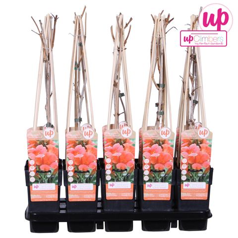 Campsis radicans 'Flamenco'