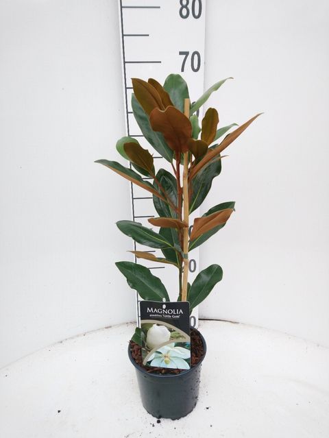 Magnolia grandiflora 'Литл Джем'