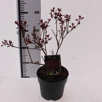 Cotinus DUSKY MAIDEN