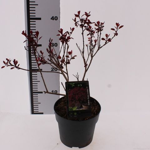 Cotinus DUSKY MAIDEN