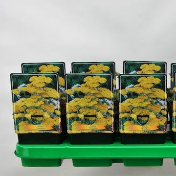 Achillea 'Moonshine'