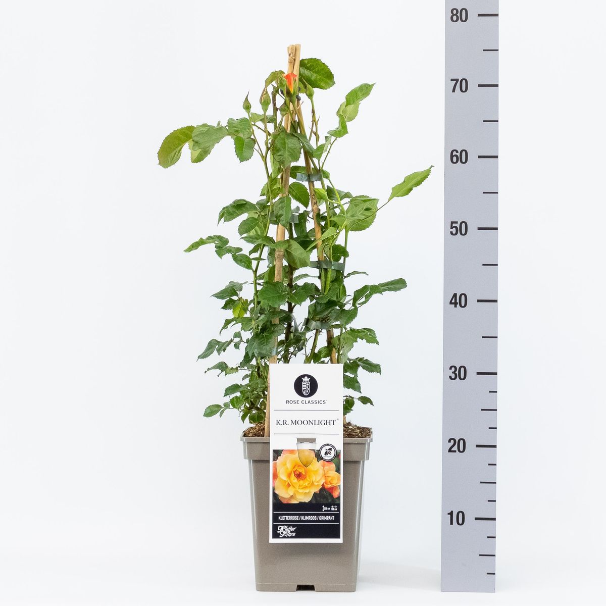 Rosa MOONLIGHT — Plant Wholesale FlorAccess