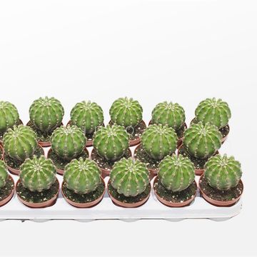 Echinopsis multiplex