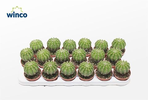 Echinopsis multiplex