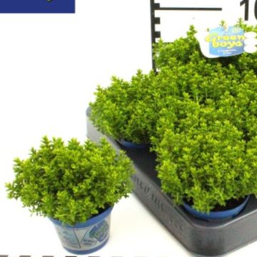 Hebe 'Emerald Gem'