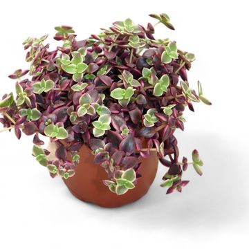 Crassula marginalis