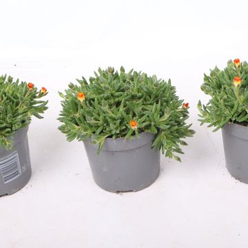 Delosperma cooperi LIDO YELLOW WITH EYE