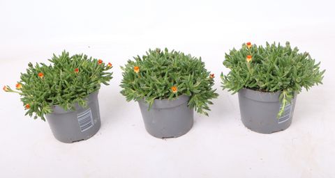 Delosperma cooperi LIDO YELLOW WITH EYE