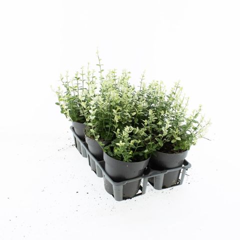 Euonymus fortunei 'Silverstone'