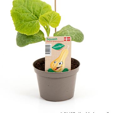 Cucurbita pepo 'Spaghetti Squash'