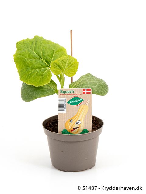 Cucurbita pepo 'Spaghetti Squash'