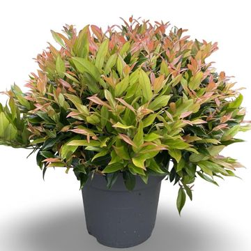 Leucothoe 'Zeblid'
