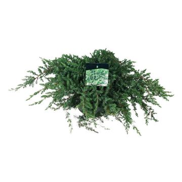 Juniperus conferta 'Schlager'