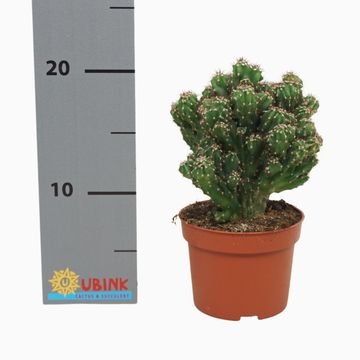 Cereus peruvianus monstrosus