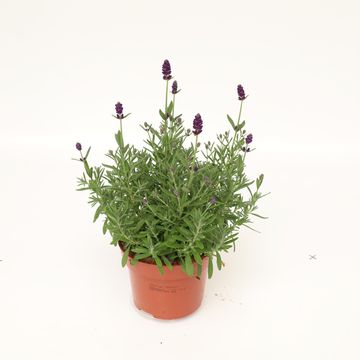 Lavandula angustifolia