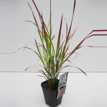 Imperata cylindrica 'Ред Барон'