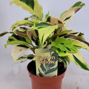 Calathea 'Yellow Fusion'