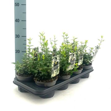 Euonymus fortunei 'Harlequin'