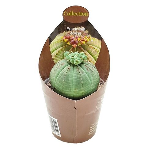 Euphorbia obesa
