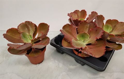 Echeveria crenulata