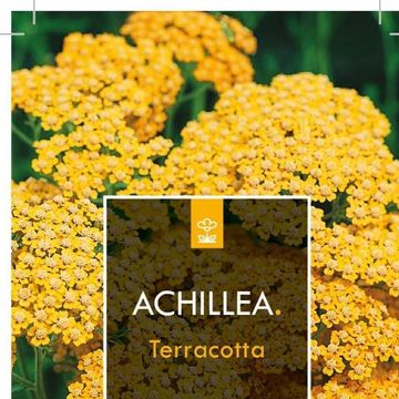 Achillea millefolium MILLY ROCK YELLOW TERRACOTTA