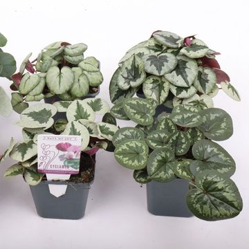 Cyclamen coum MIX