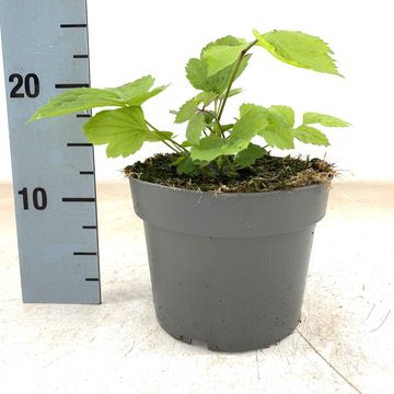 Clematis 'China Purple'