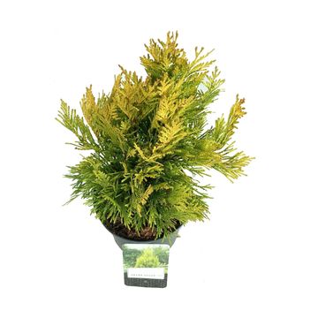 Thuja plicata '4ever'