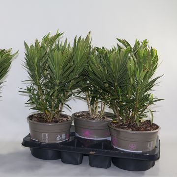 Nerium oleander MIX