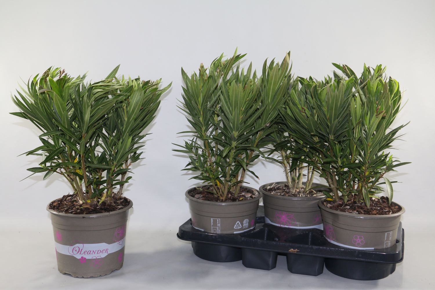 Nerium oleander MIX — Plant Wholesale FlorAccess