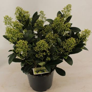 Skimmia japonica 'Finchy'