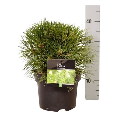 Pinus nigra 'Spielberg'