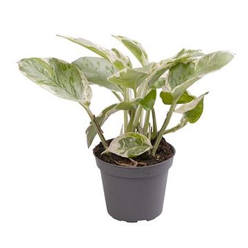 Epipremnum pinnatum N'JOY