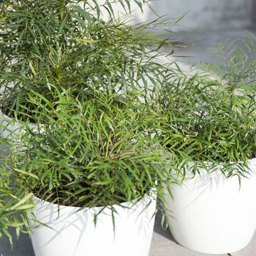 Mahonia eurybracteata 'Soft Caress'