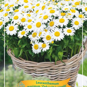 Leucanthemum OOH LA LAGRANDE