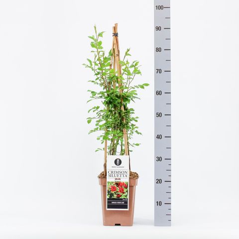 Rosa CRIMSON SILUETTA