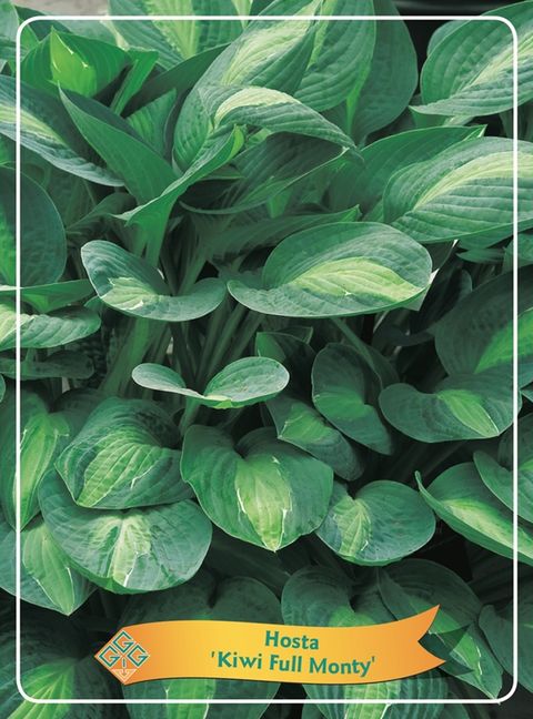 Hosta 'Kiwi Full Monty'